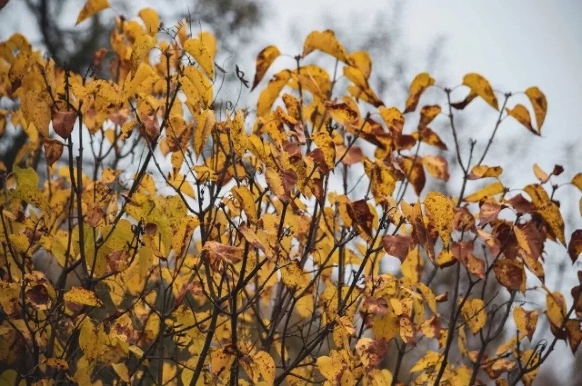    До +12 градусов ожидается в Псковской области 28 октября