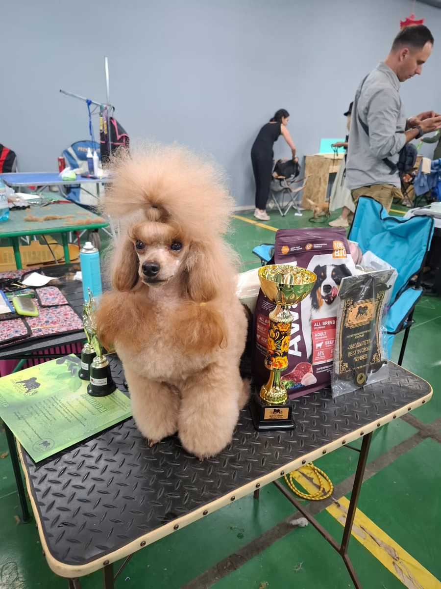 Я девочка серьёзная! Вы вот тут с телефончиками прыгаете, а я, между прочим, работаю!!! Трудюсь!!! Вкусняшку зарабатываю для всей моей собачьей семьи!