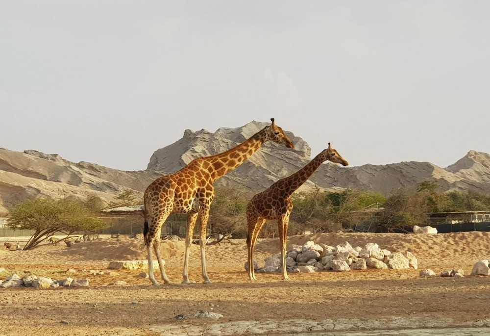 Al Ain Zoo