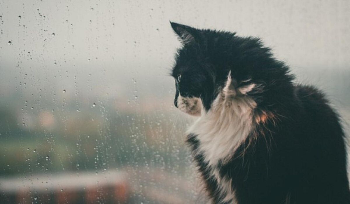     Кот возле стекла. Источник: nsktv.ru Автор фото: Владлена Гавриленко