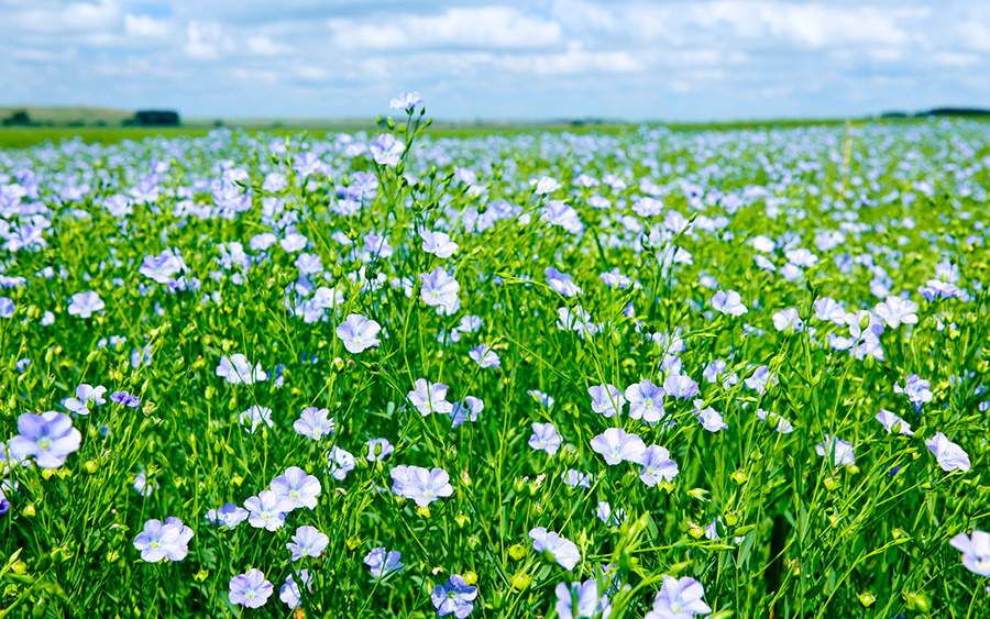     "Северный шелк" на копыльских полях