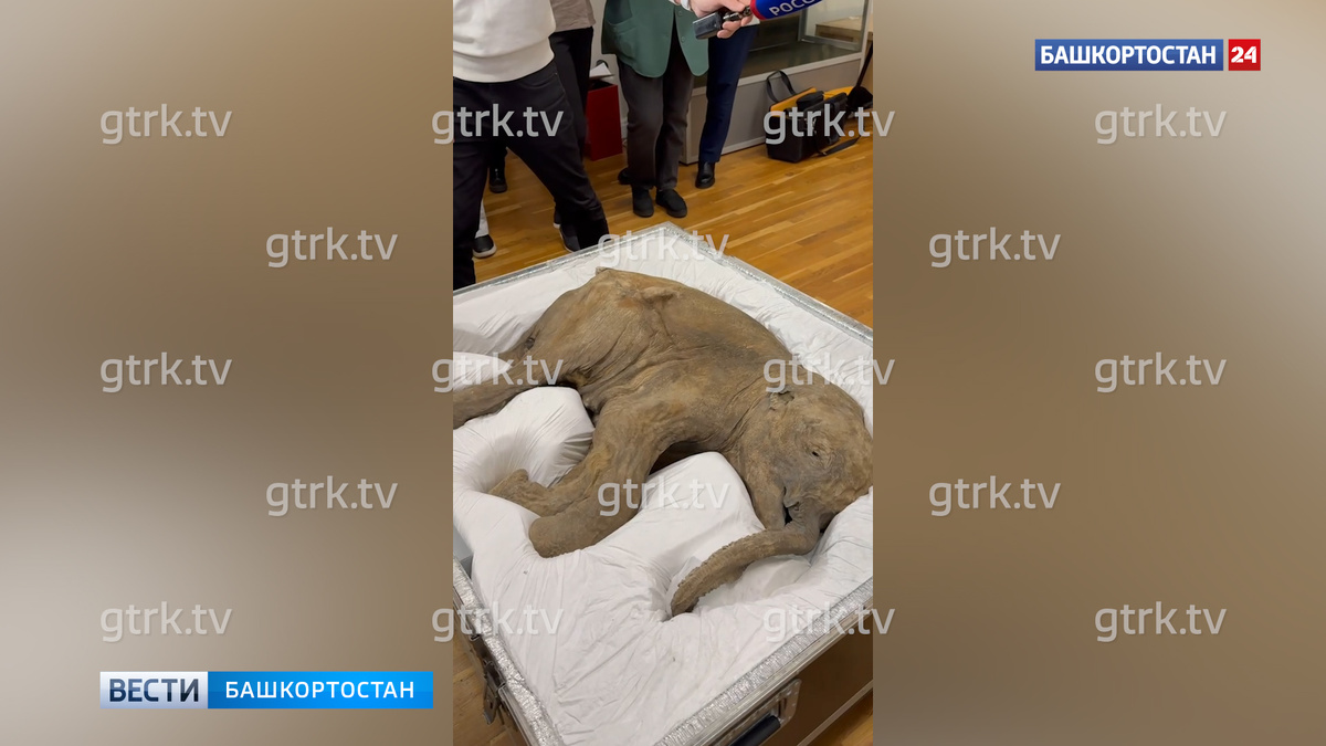    В Нацмузей Башкирии в Уфе привезли мумию мамонтенка Любы