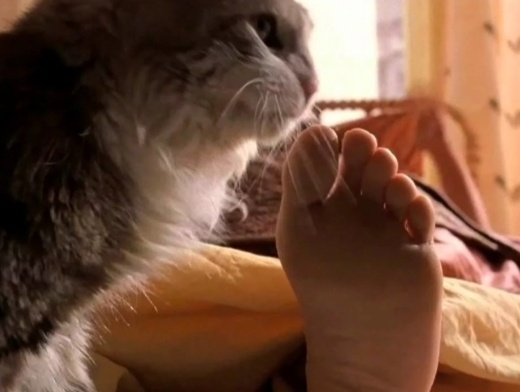 Некоторых это удивляет: почему кошка любит нюхать ноги хозяина