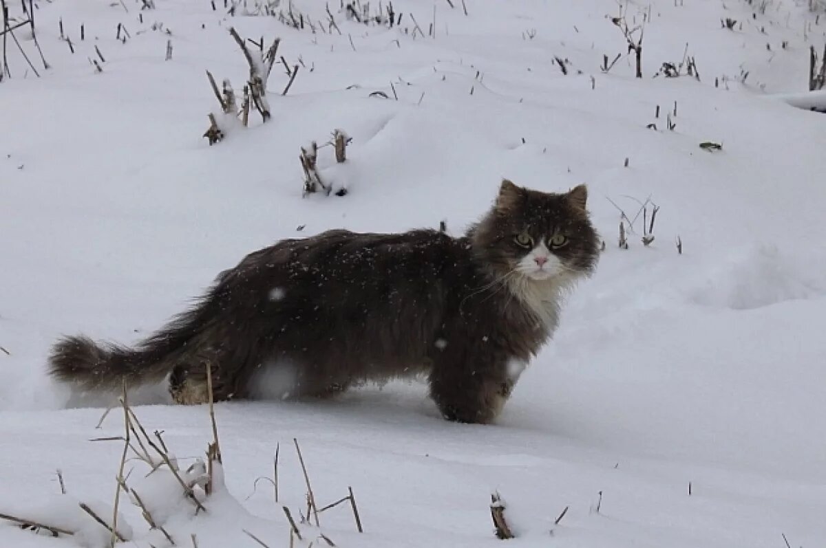    Заморозки и снег.