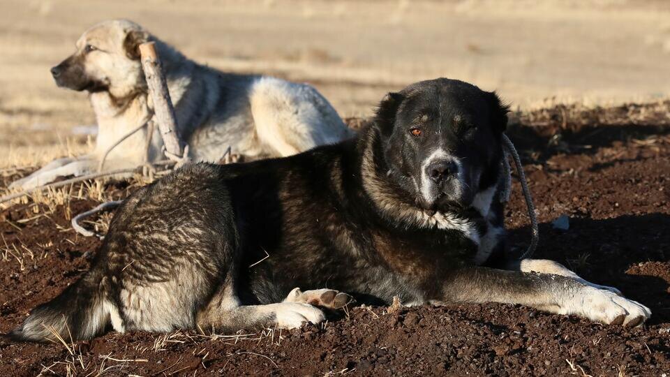 Фото: РИА Новости/Илья Наймушин