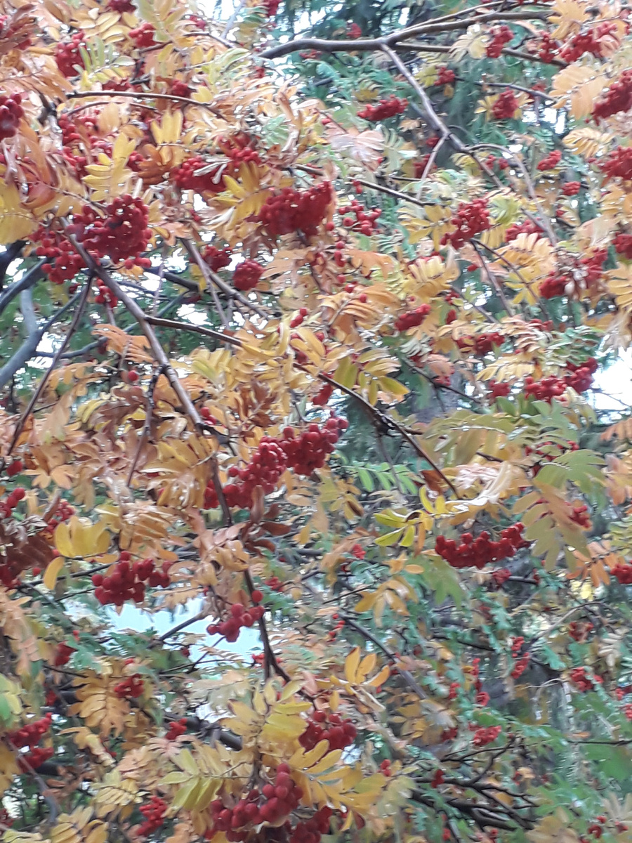 Рябина под моим окном.