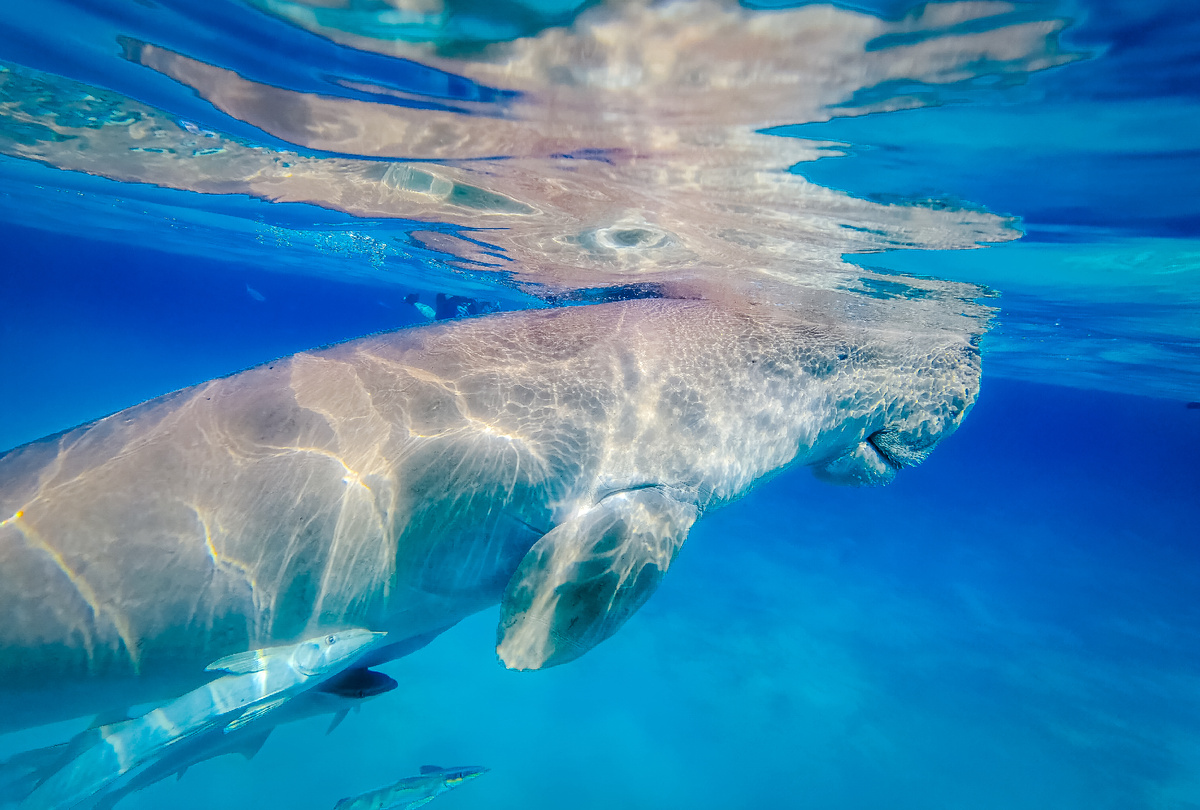 Египет, Марса Алам, 2022г. Снято с помощью Huawei Snorkeling Case for P40Pro+.