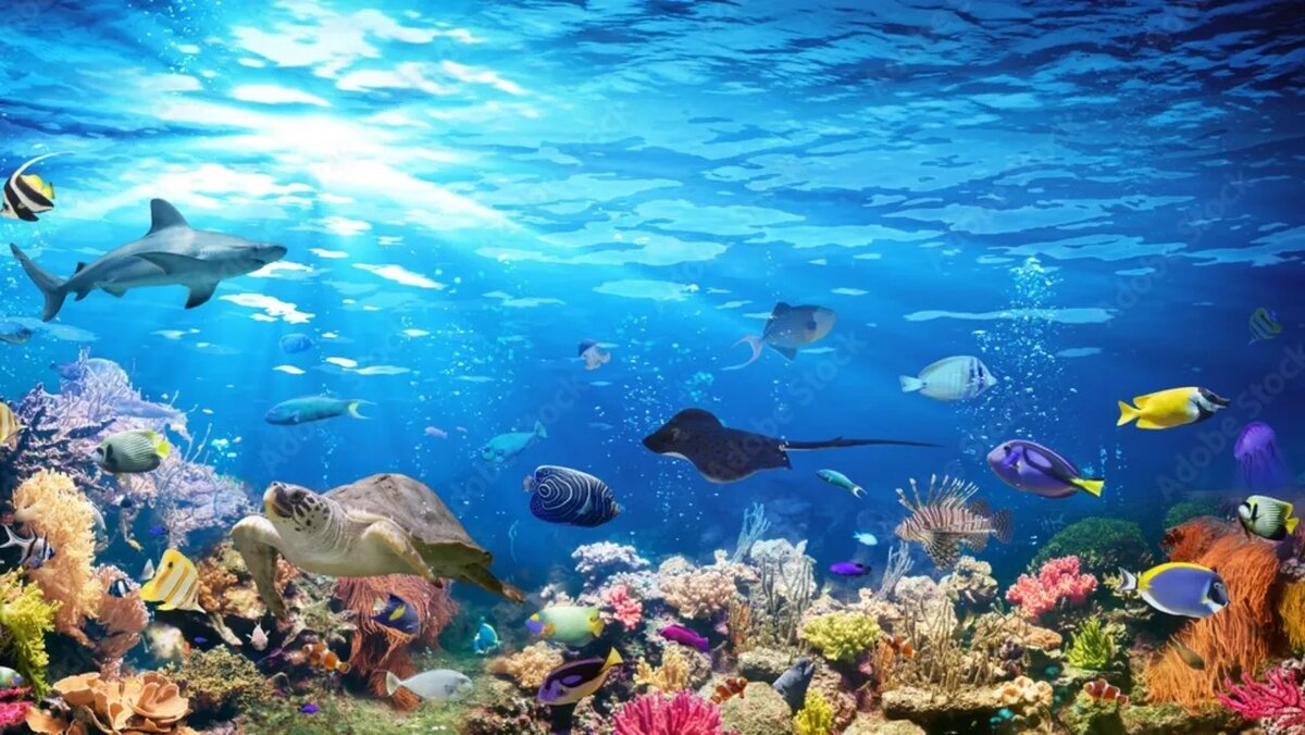 Красное море, побережье Синайского полуострова