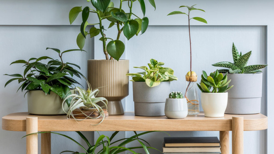    Как не погубить комнатные растения: названы худшие горшки для цветов Татьяна Сидорова