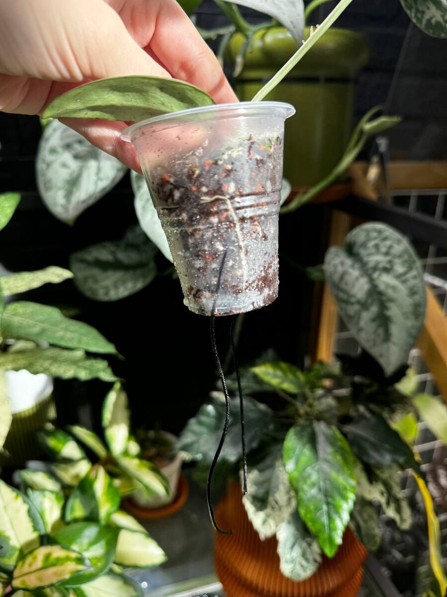 Хойя сильвер доллар