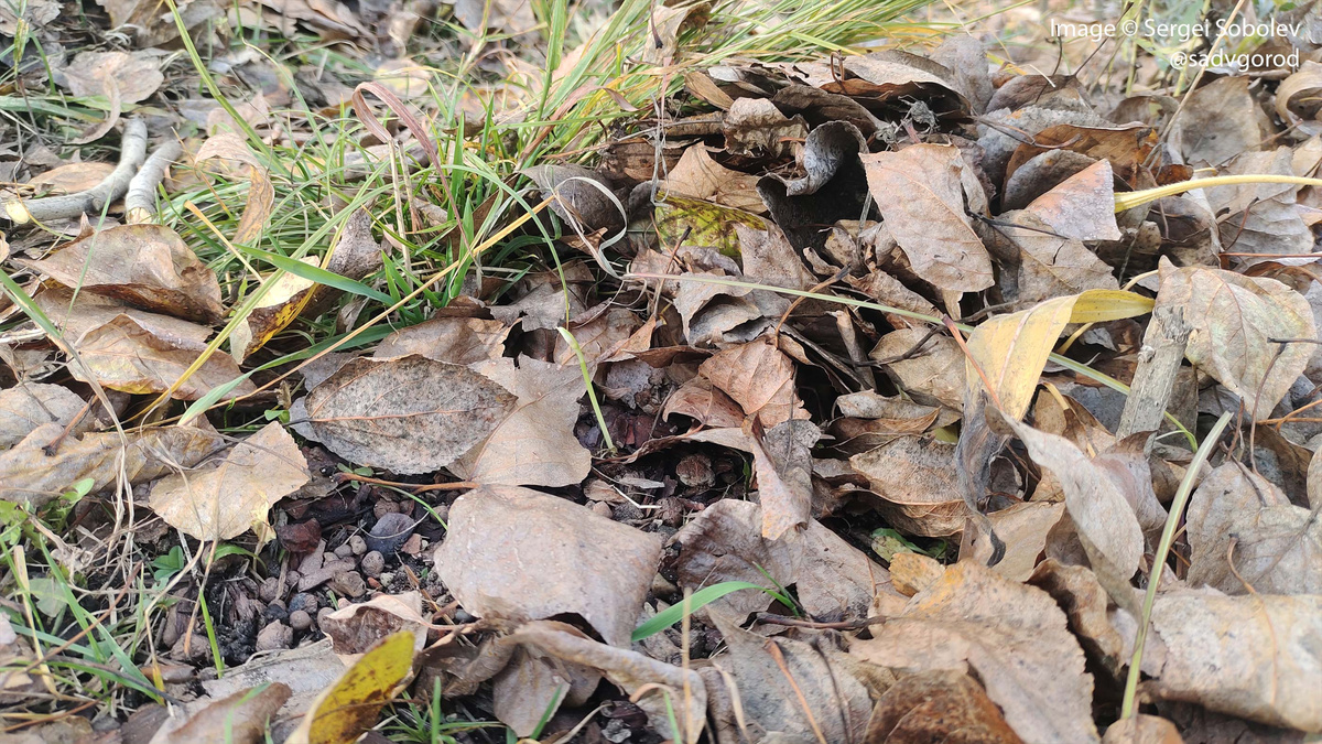 Подснежник Пешмена (Galanthus peshmenii).