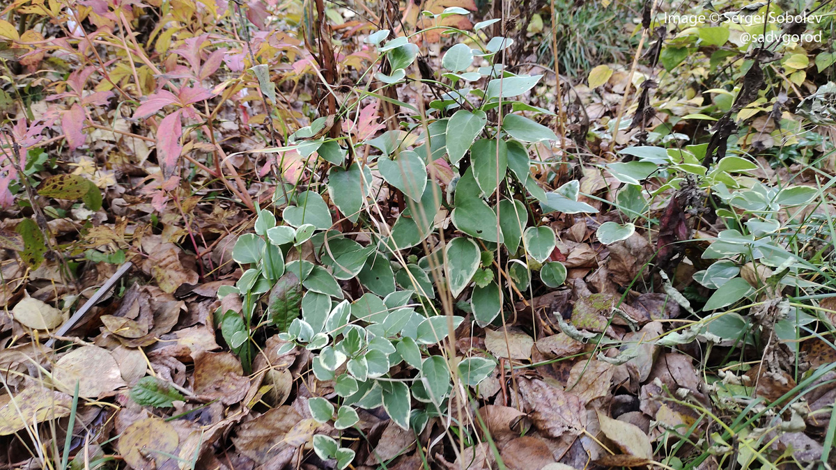 Барвинок большой (Vinca major) 'Variegata'.