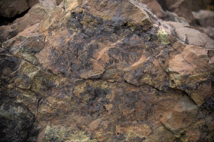 Источник: en.scientificrussia.ru