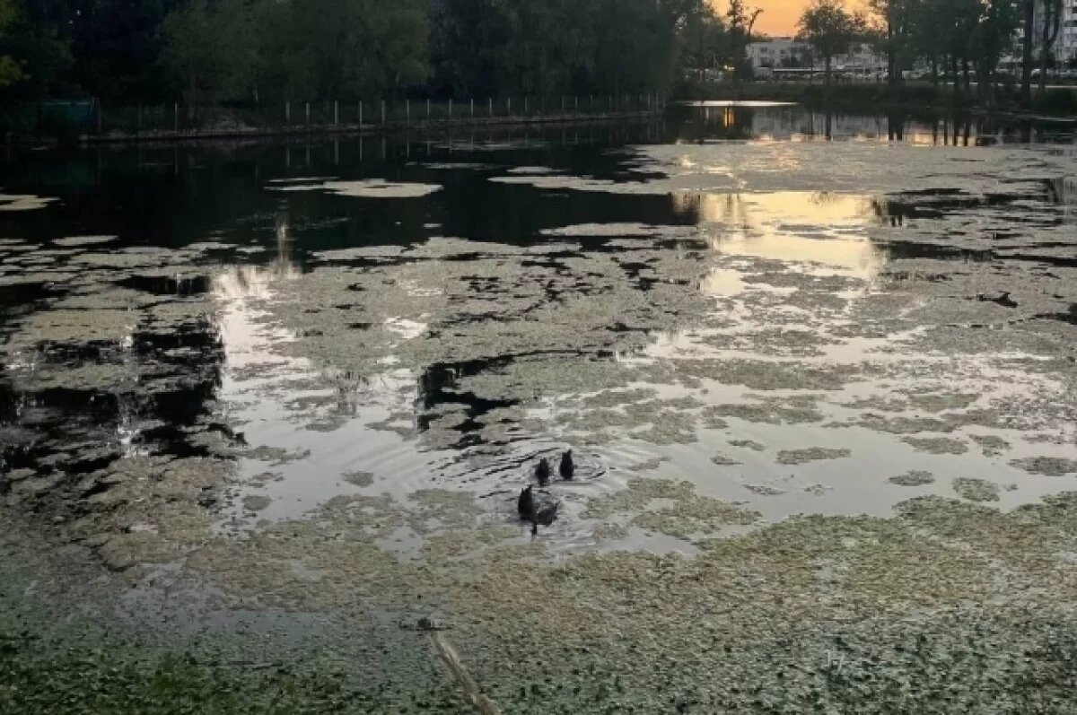    Гниющие реки.