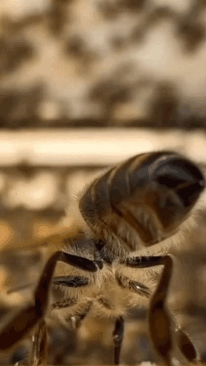 Обдувание сотов с помощью крыльев