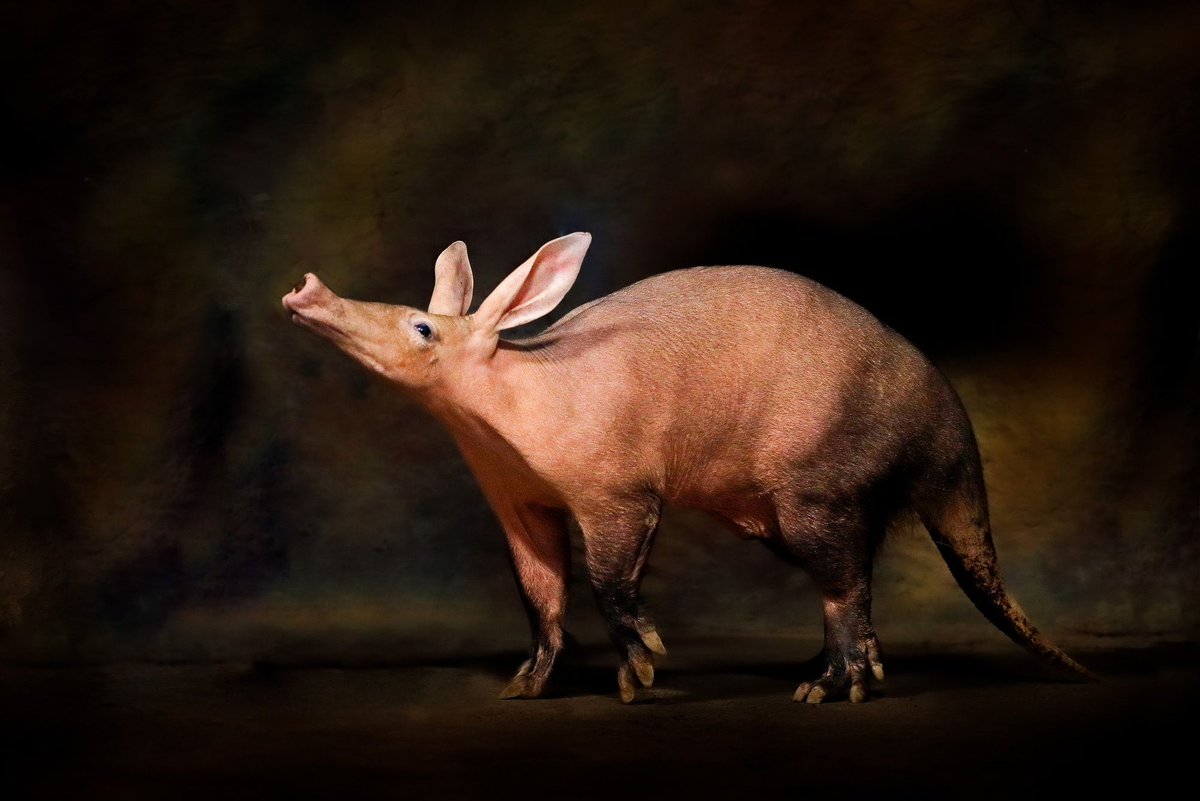 прям там, на муравейнике