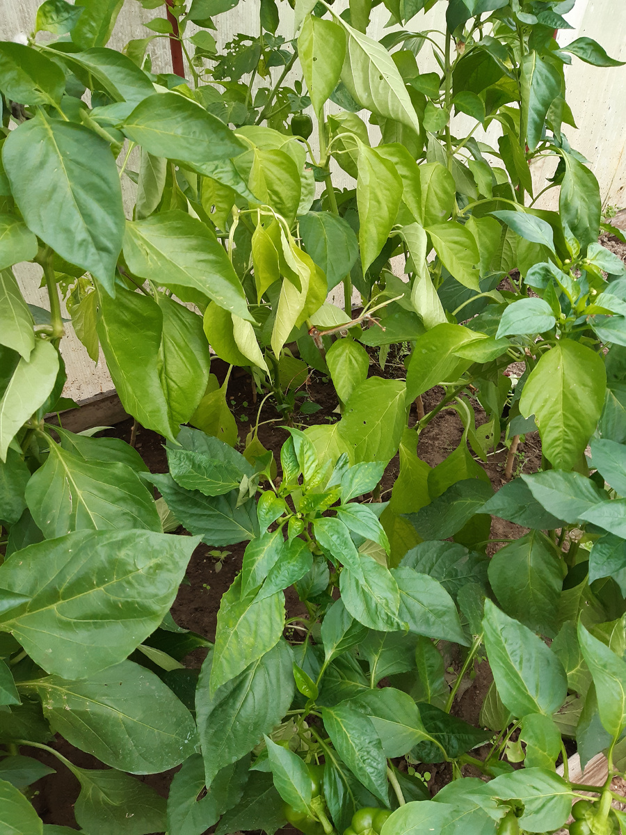 Перцы выдернула