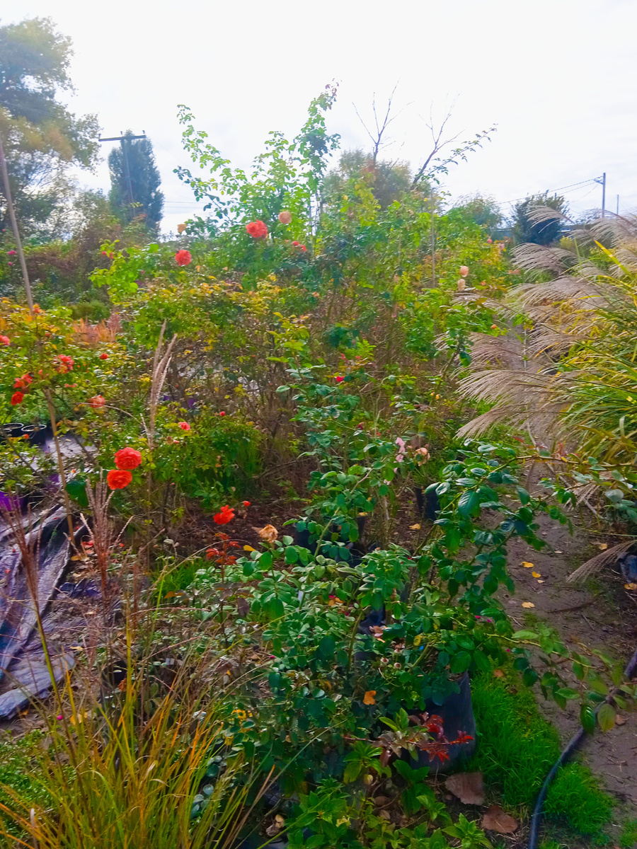 Фото автора из питомника