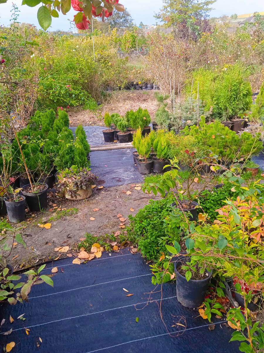 Фото автора из питомника