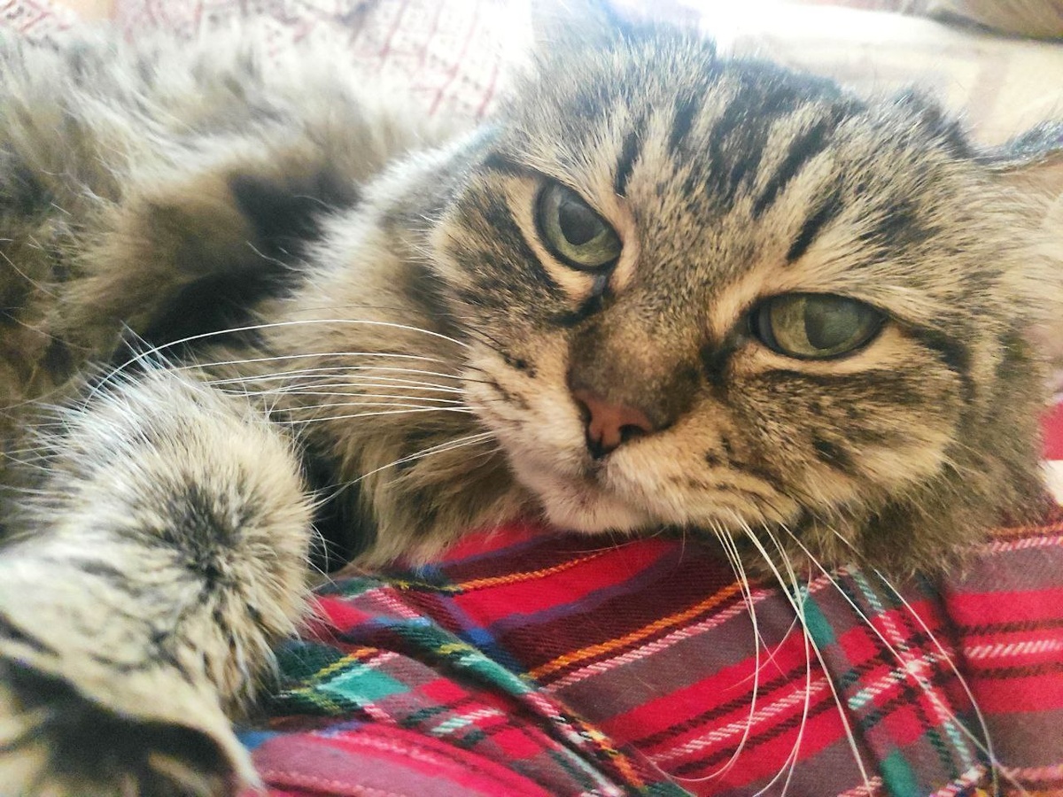 Императрица Анфиса I