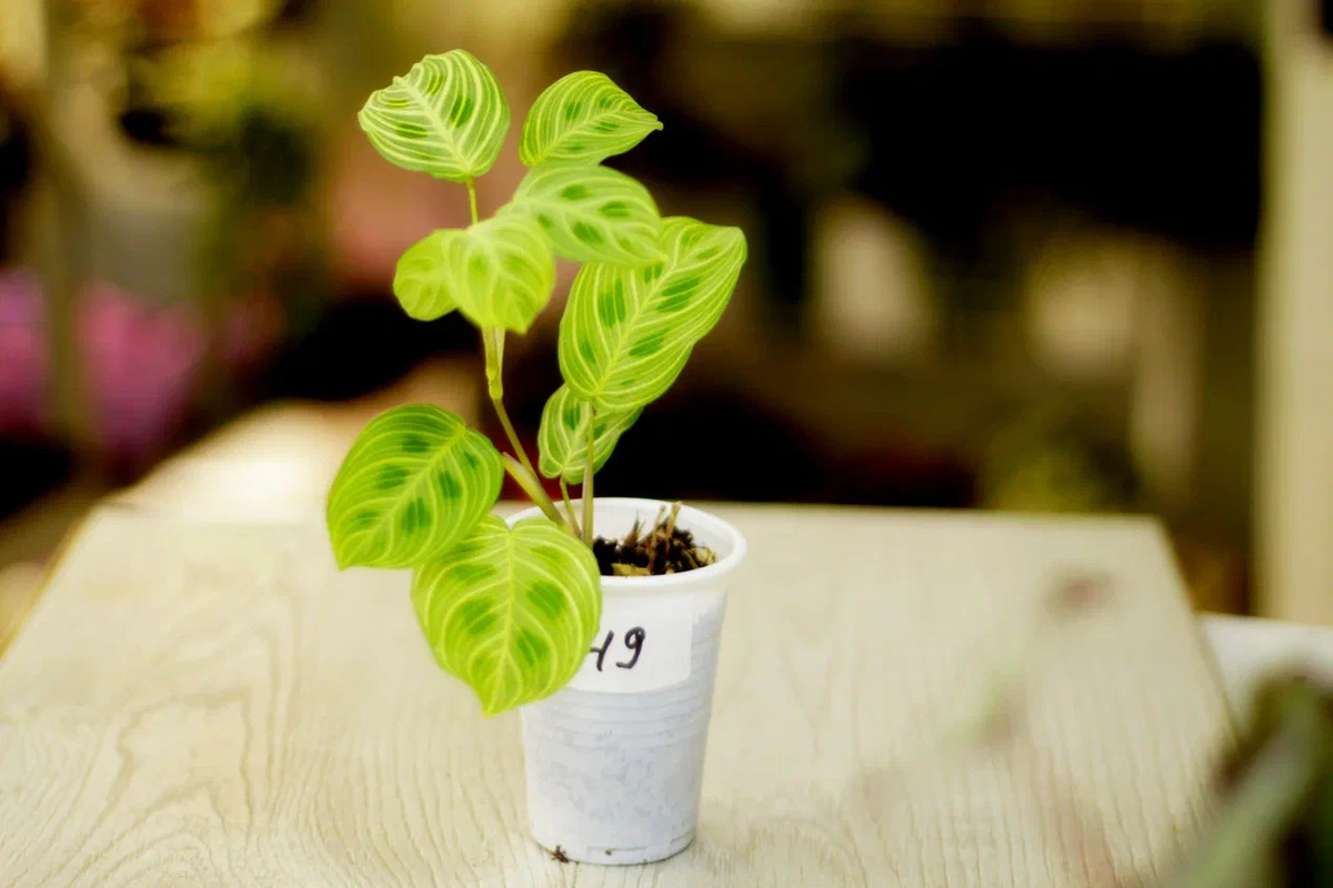 Маранта Фэнтэзи. Коллекция Masteritayaplants