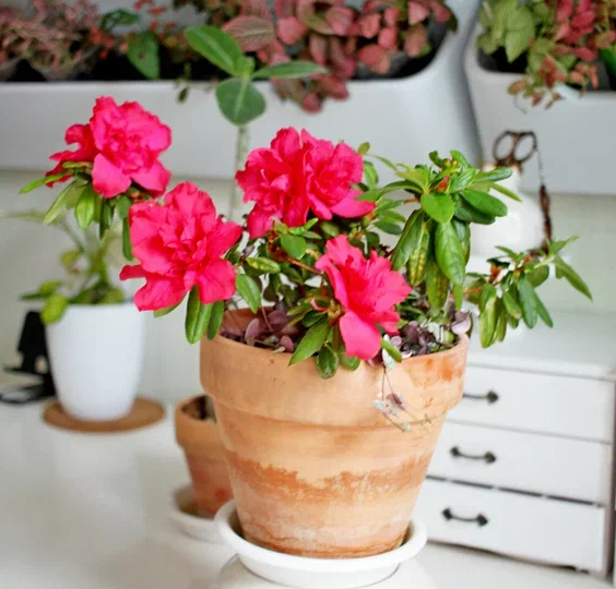 Растения, не растите!