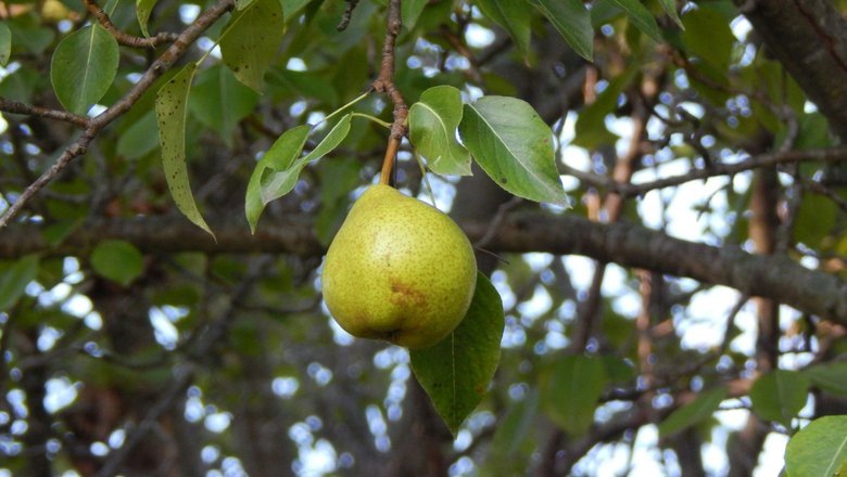 Источник: Unsplash / CC0