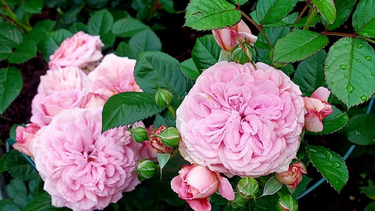 Амаретто. Флорибунда