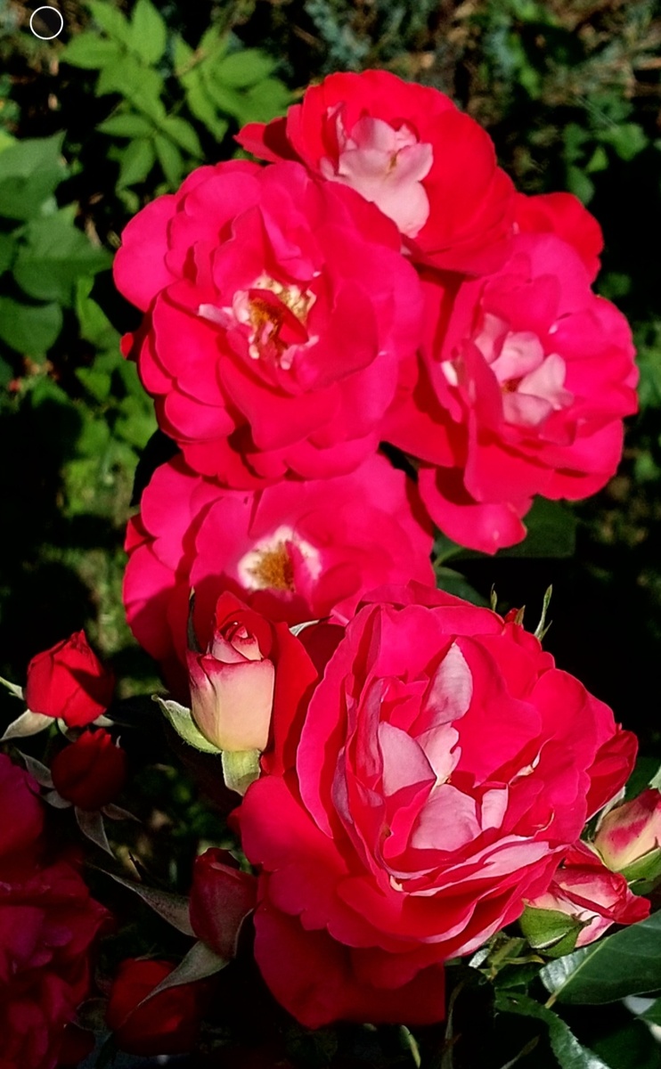 Хайматмелоди. Флорибунда