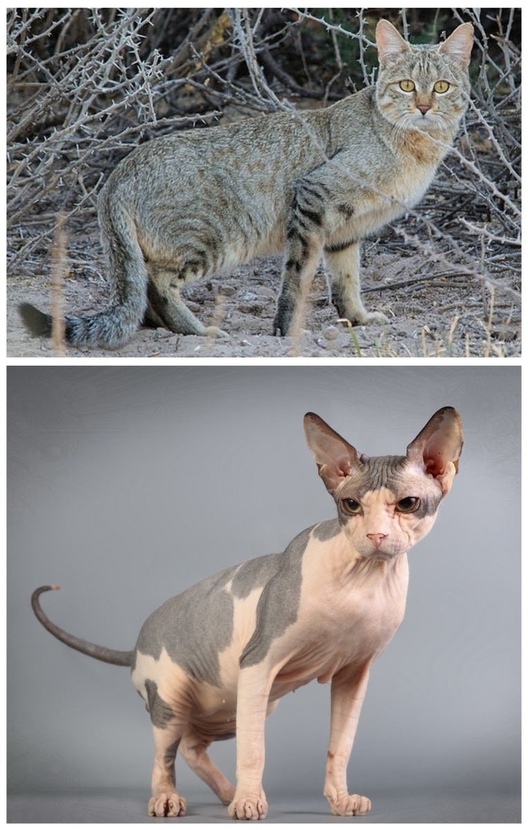 Сверху – дикая лесная кошка, снизу – кошка породы «сфинкс»