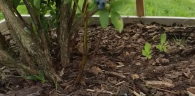 В качестве мульчи тспользуем щепу, опилки крупной фракции, солому