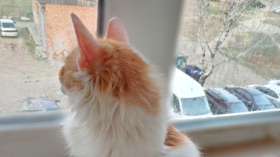 Кошки могут узнавать знакомых на расстоянии 100 м