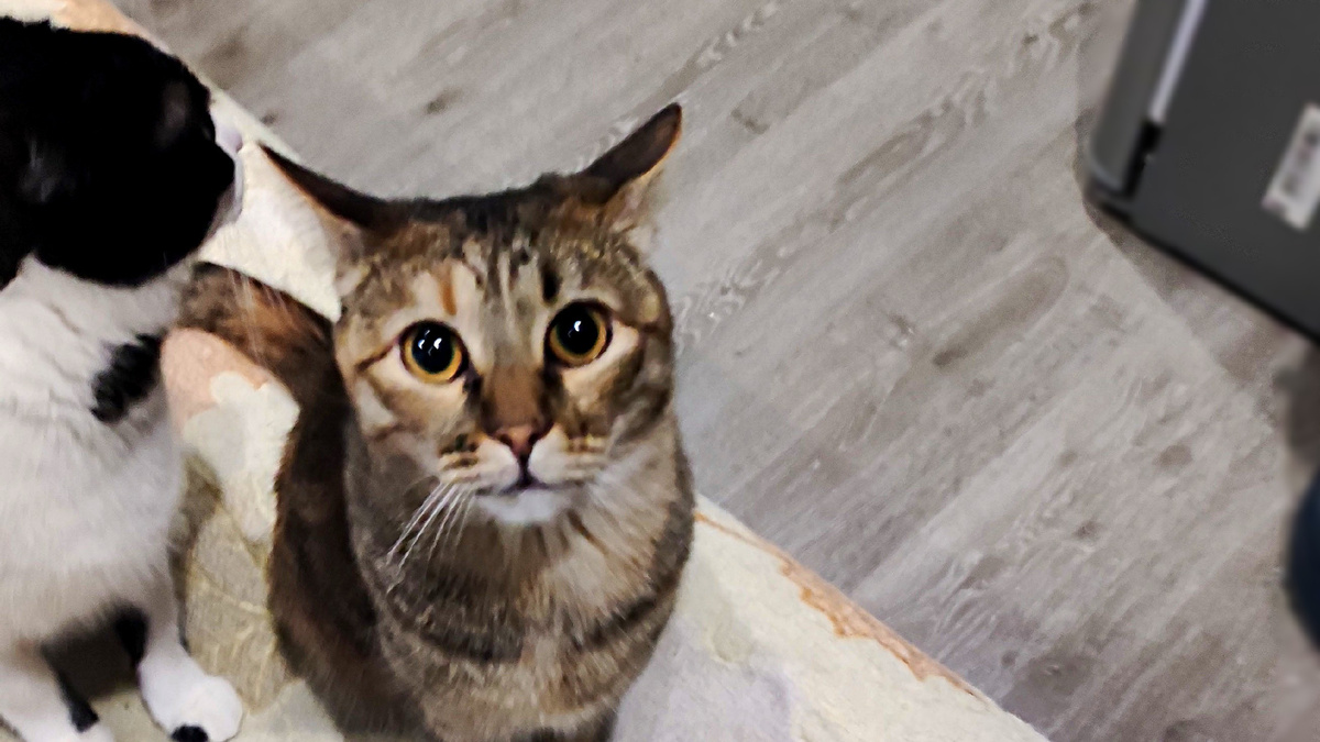 Здесь просящий взгляд