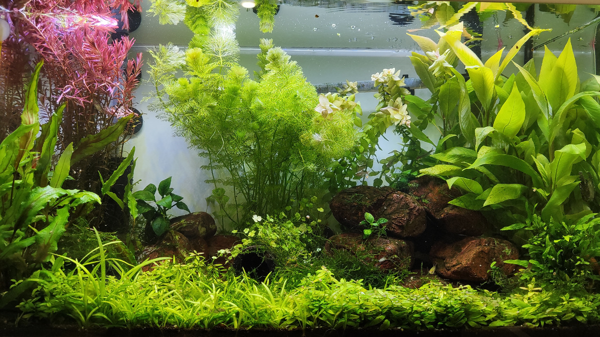 Мой первый аквариум