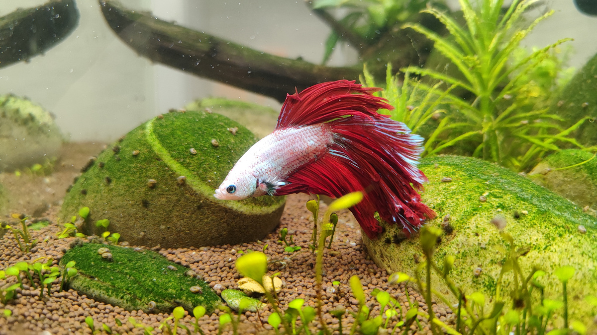 Петушок Искорка недоволен отсутствием второго ужина