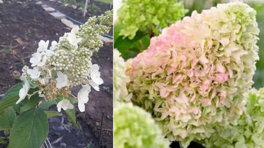 Результат правильного ухода за один сезон