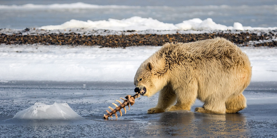 Белый медведь реально нападает на человека при встрече, или это всё страшилки?