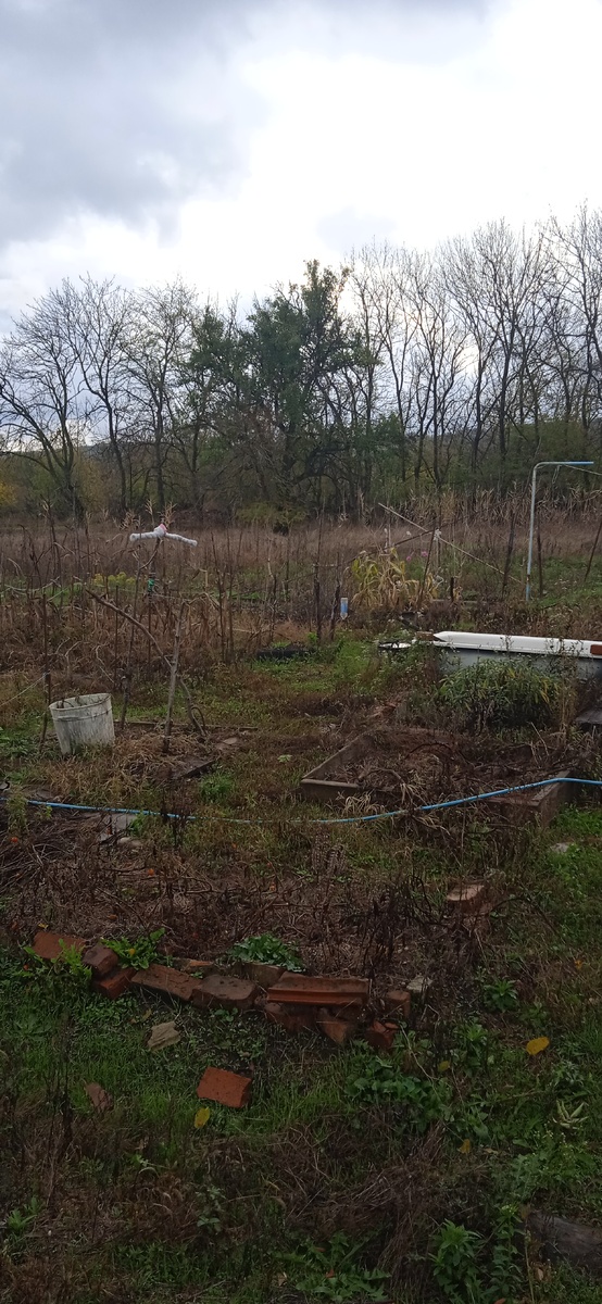 Убирать огород буду зимой. Пока выглядит так. 