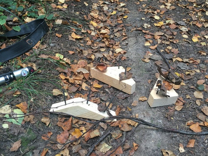 В Омской области дело о незаконной охоте на косуль направлено в суд