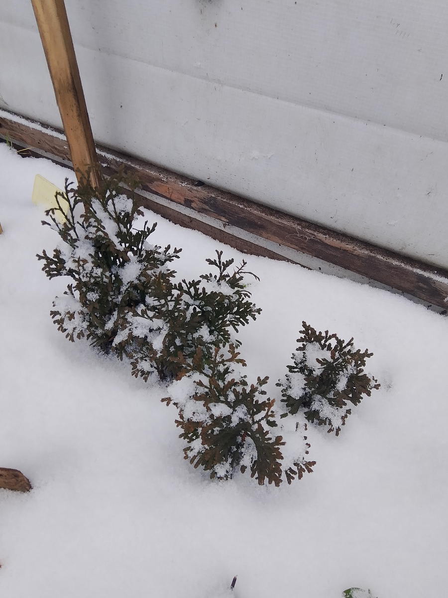 Черенки туи, малышки в снегу 
