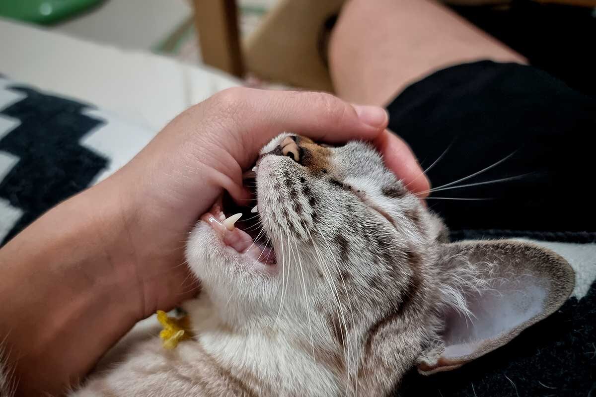 RJ22 / Shutterstock / FOTODOM📷Столбняк — заразиться им можно при контакте с животным, которое периодически или постоянно живет на улице