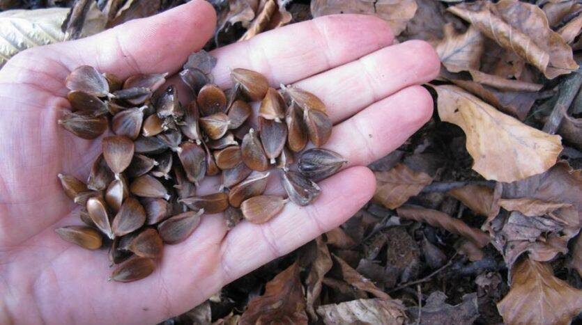 буковые орешки чинарики фото из интернета