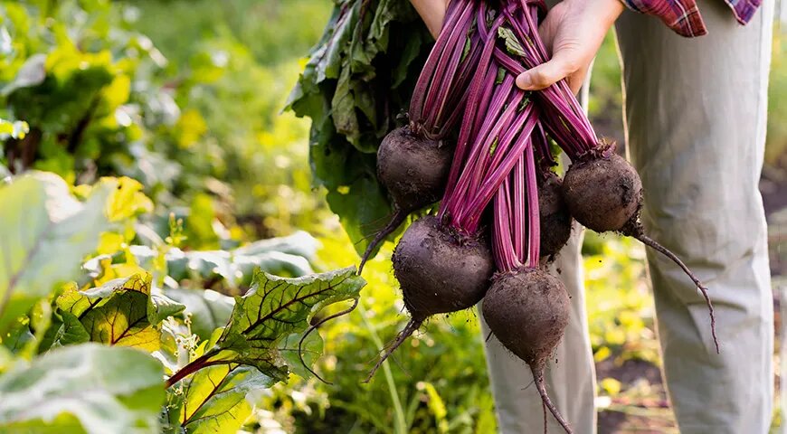   Собирают свеклу до первых заморозков, в сухую солнечную погоду (Shutterstock/FOTODOM)