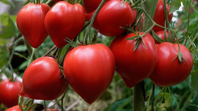 Томат Японка - рекордсмен по весу и вкусу