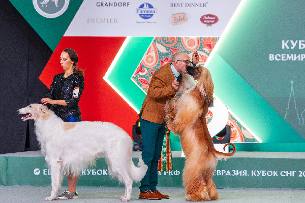    Фото: пресс-служба Российской кинологической федерации