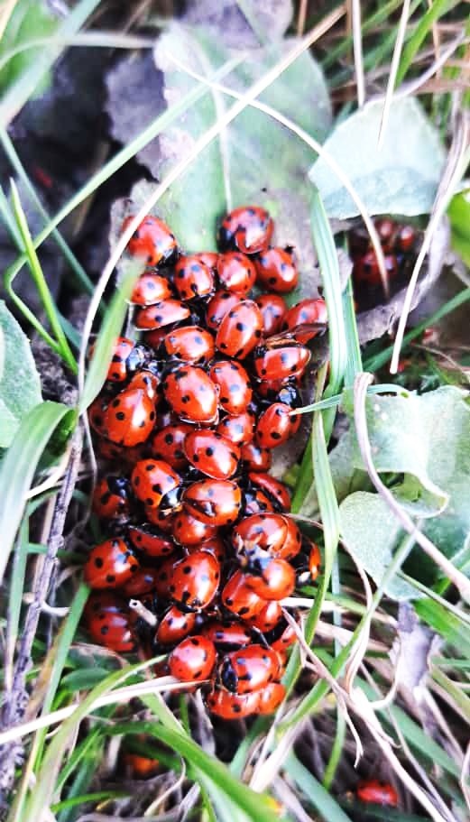 божии коровки готовятся к зиме