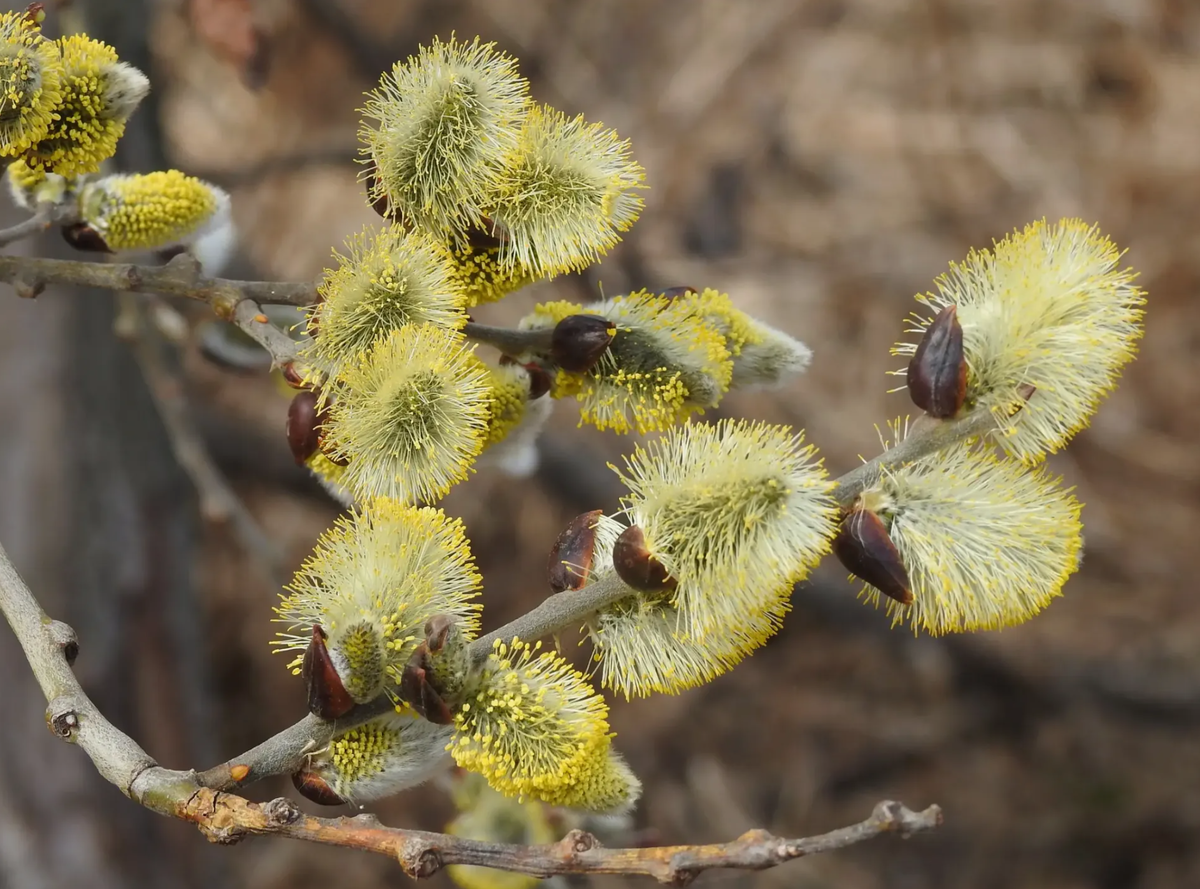 Ива козья (источник фото: кулаково.рф)