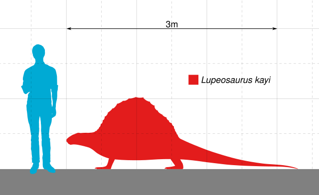 Люпеозавр по сравнению с человеком.