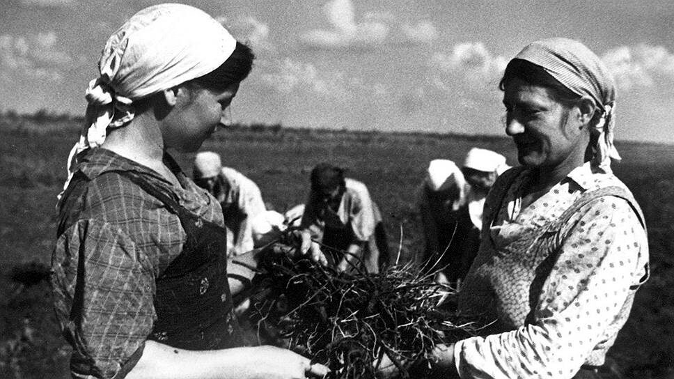 «Народный академик» сделал все, чтобы затормозить работы по созданию крайне необходимого высокоурожайного каучуконоса (на фото — сбор урожая кок-сагыза) .📷Фото: РГАКФД/Росинформ / Коммерсантъ