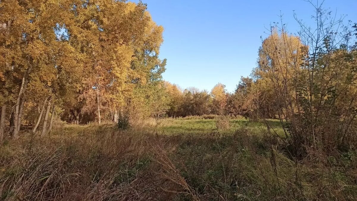     Источник: бугринский-лес-нск.рф